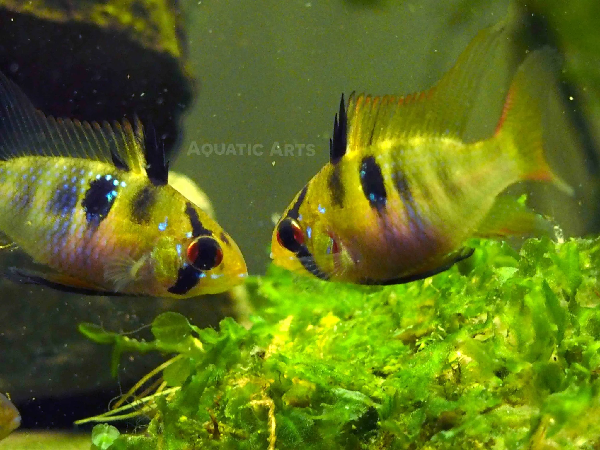 German Blue Ram Dwarf Cichlid (Mikrogeophagus ramirezi) - Tank-Bred! - Nestor' Aquariums & Pets