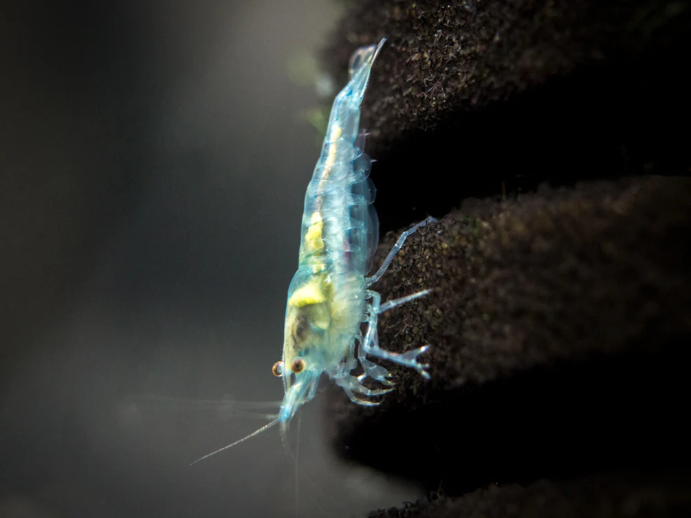 Sky Blue Velvet Shrimp (Neocaridina davidi), Tank-Bred! - Nestor' Aquariums & Pets