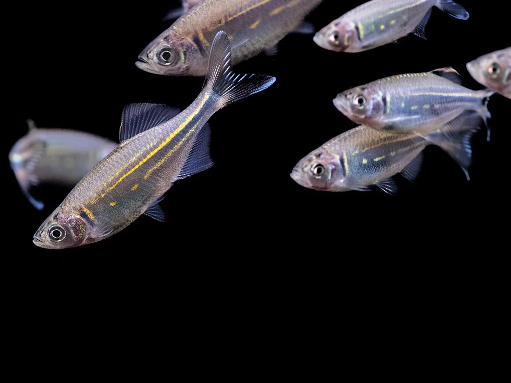 Giant Danio (Devario aequipinnatus), Tank-Bred! - Nestor' Aquariums & Pets