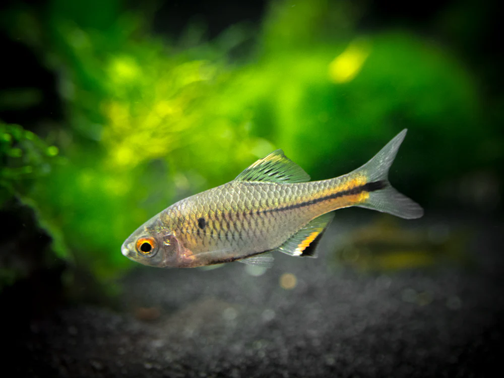 Blue Amur Taiwanese Bitterling (Paracheilognathus himantegus) - Nestor' Aquariums & Pets