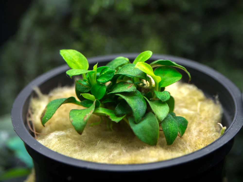 Petite Anubias Nana (Anubias barteri var. “Petite Nana”), Bare Root - Nestor' Aquariums & Pets