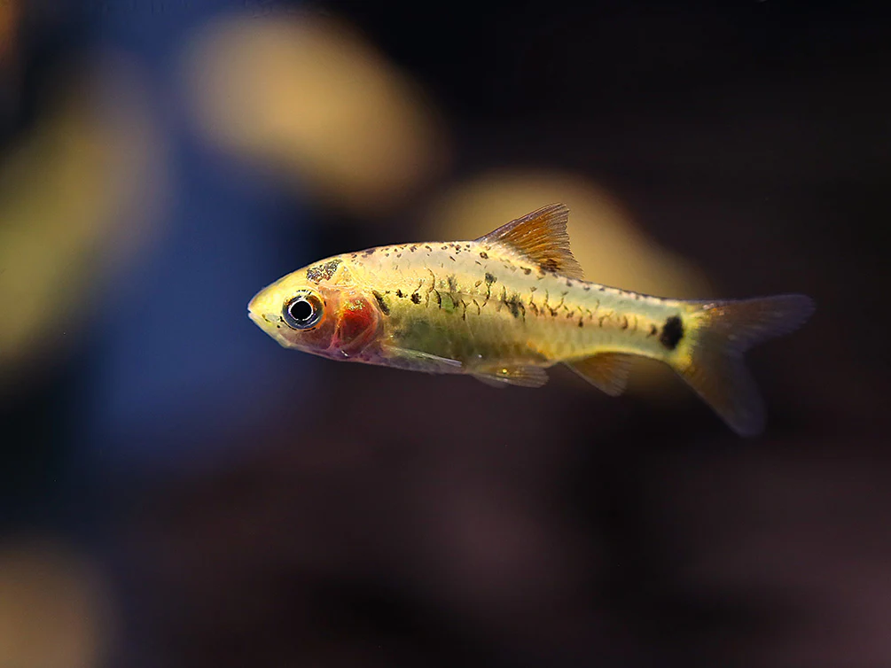Gold Barb (Puntius semifasciolatus) – Tank Bred - Nestor' Aquariums & Pets