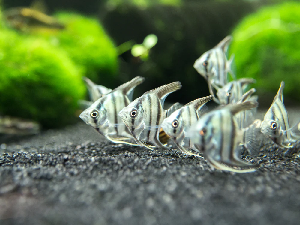 Blue Zebra Angelfish (Pterophyllum scalare), Tank Bred - Nestor' Aquariums & Pets