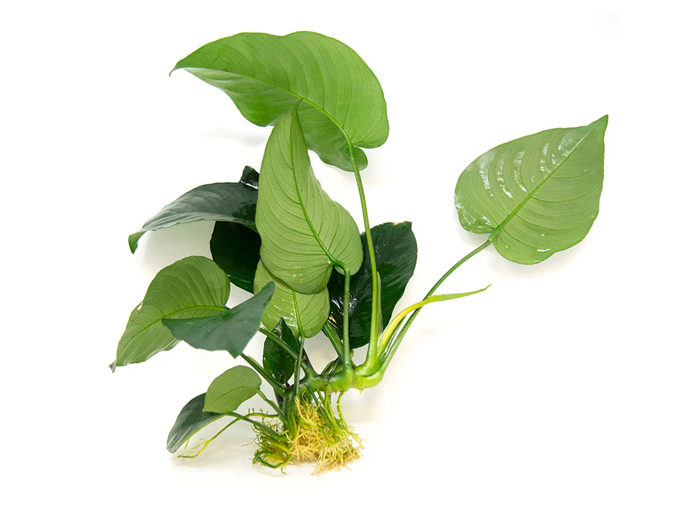 Anubias barteri Large 