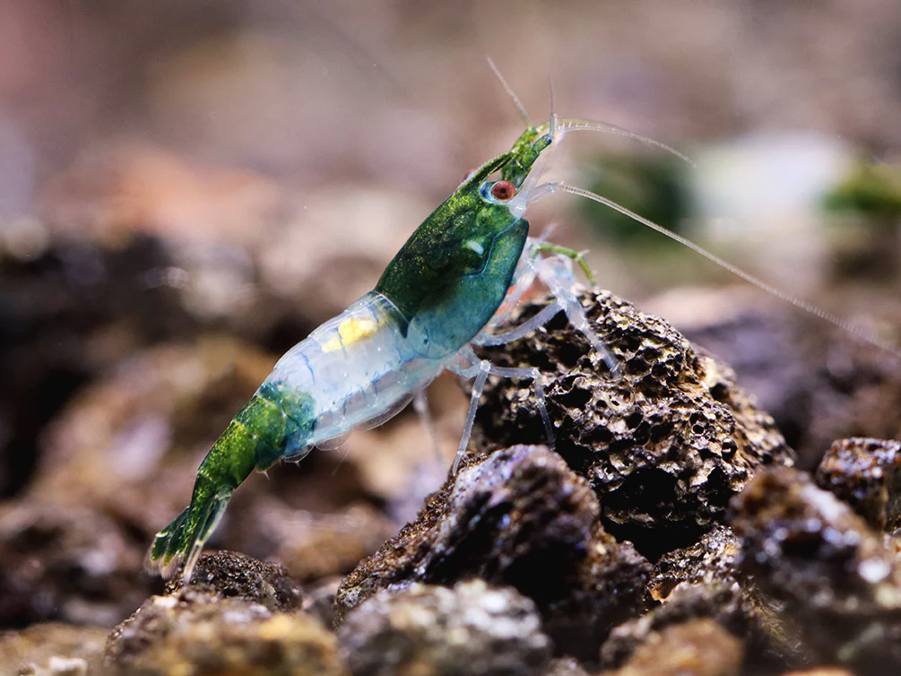 Green Rili Shrimp (Neocaridina davidi) - Tank Bred - Nestor' Aquariums & Pets
