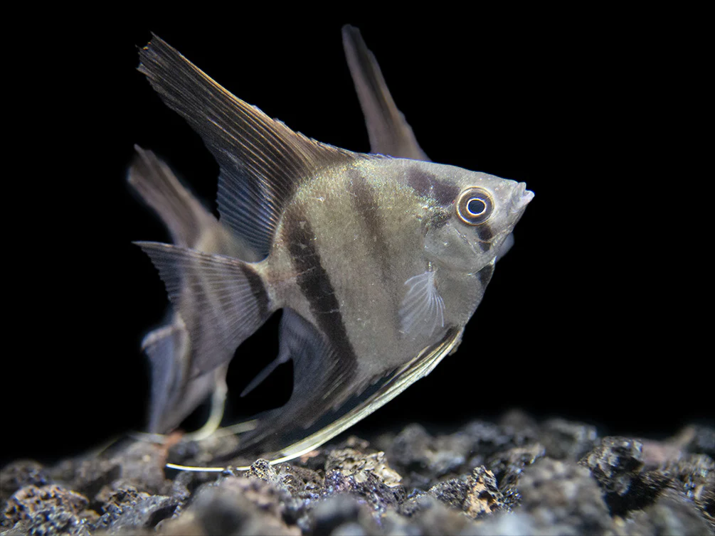 Rio Xingu Angelfish (Pterophyllum scalare), Tank-Bred - Nestor' Aquariums & Pets