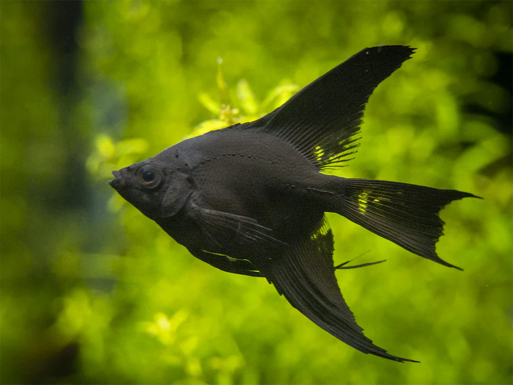 Black Angelfish (Pterophyllum scalare), Tank-Bred - Nestor' Aquariums & Pets