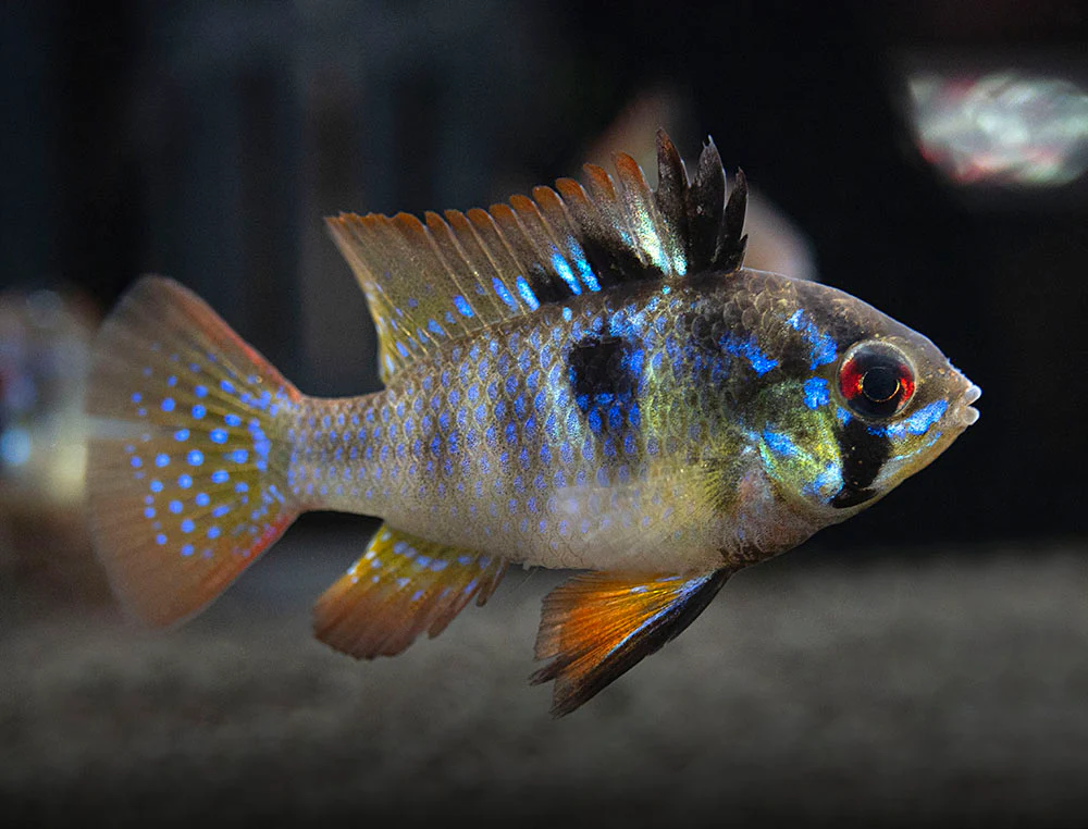 German Black Ram Dwarf Cichlid (Mikrogeophagus ramirezi 