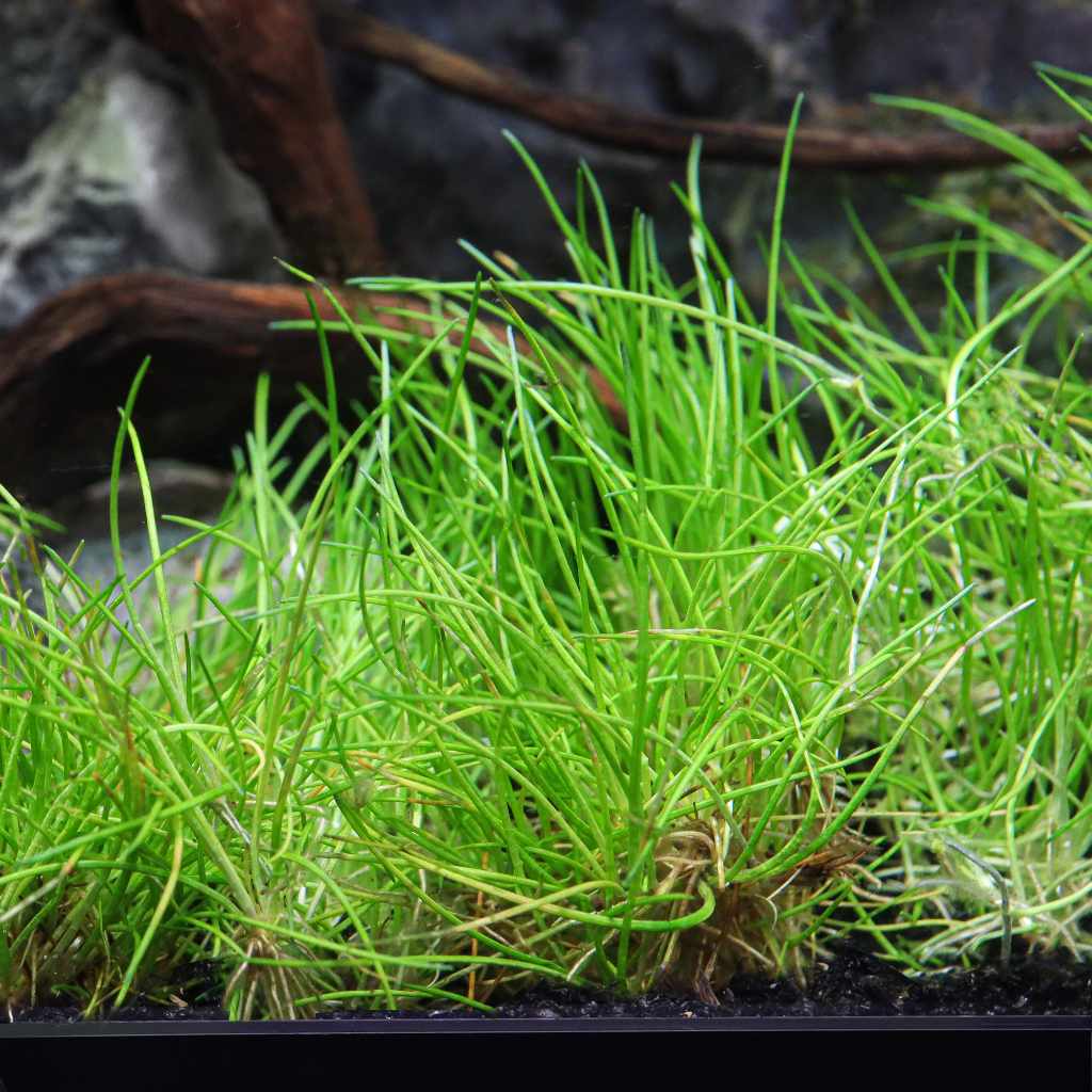 Eleocharis Pusilla 'Mini' Tissue Culture - Nestor' Aquariums & Pets