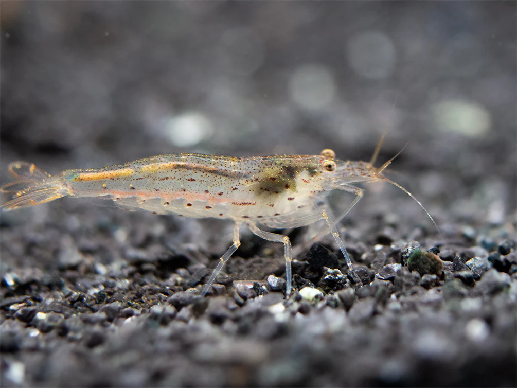 Amano AKA Yamato Shrimp (Caridina multidentata), CAPTIVE-BRED! - Nestor' Aquariums & Pets
