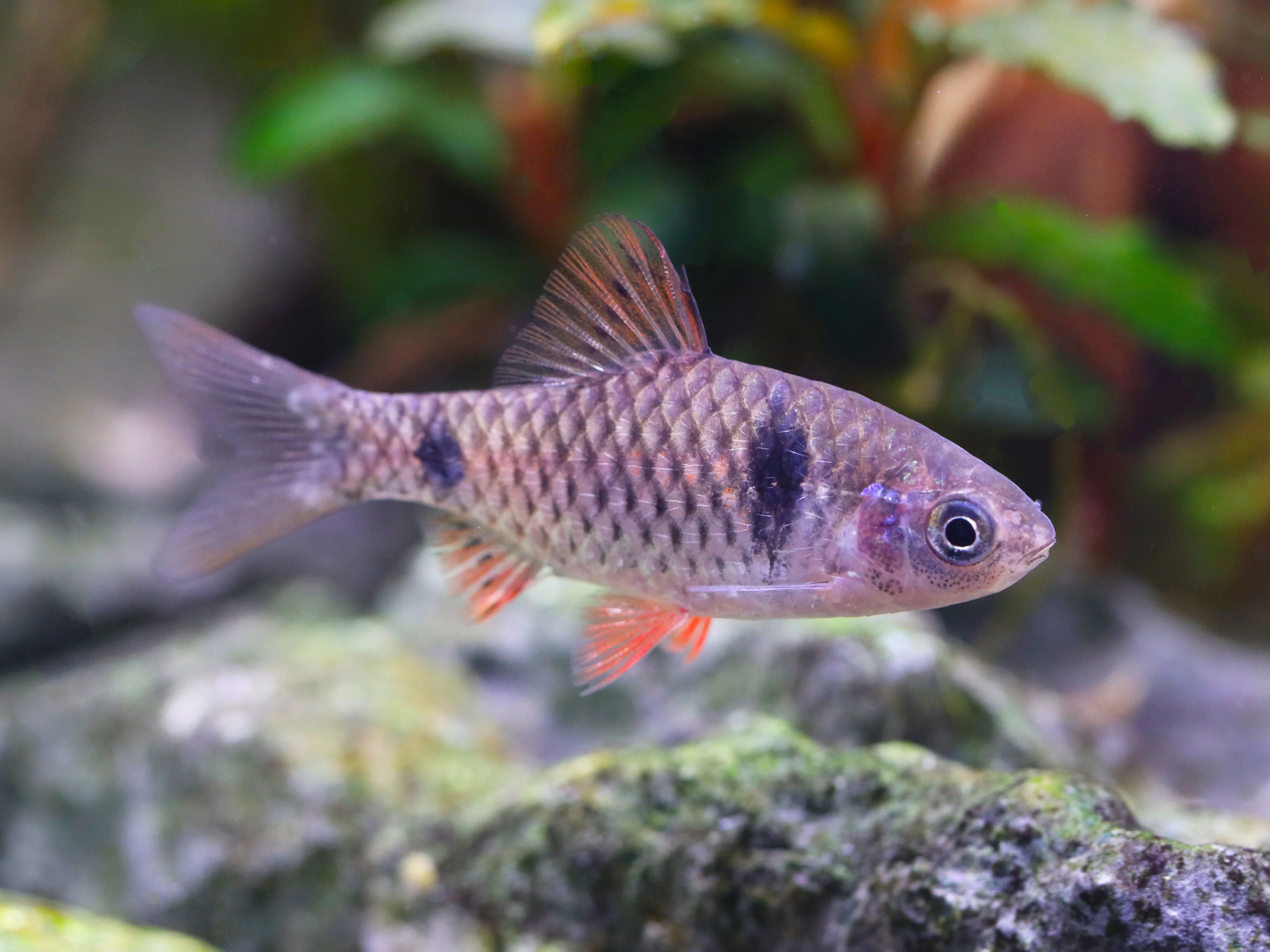 Odessa Barb (Pethia padamya) - Tank-Bred - Nestor' Aquariums & Pets