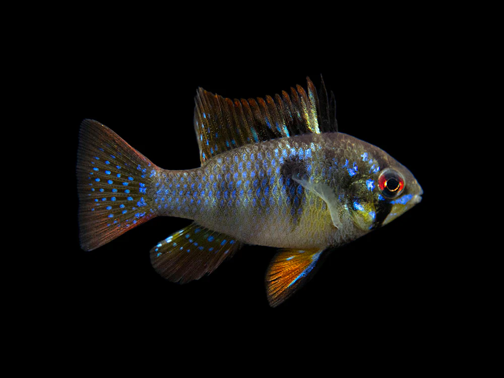 German Black Ram Dwarf Cichlid (Mikrogeophagus ramirezi 