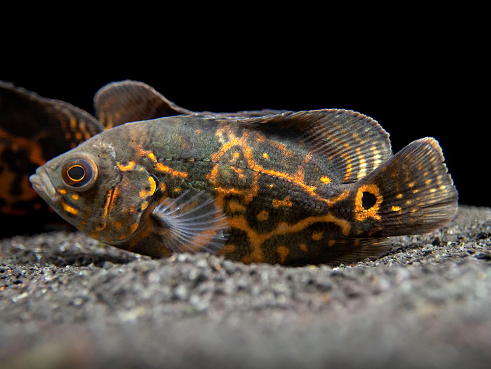Tiger Oscar (Astronotus ocellatus), Tank-Bred - Nestor' Aquariums & Pets