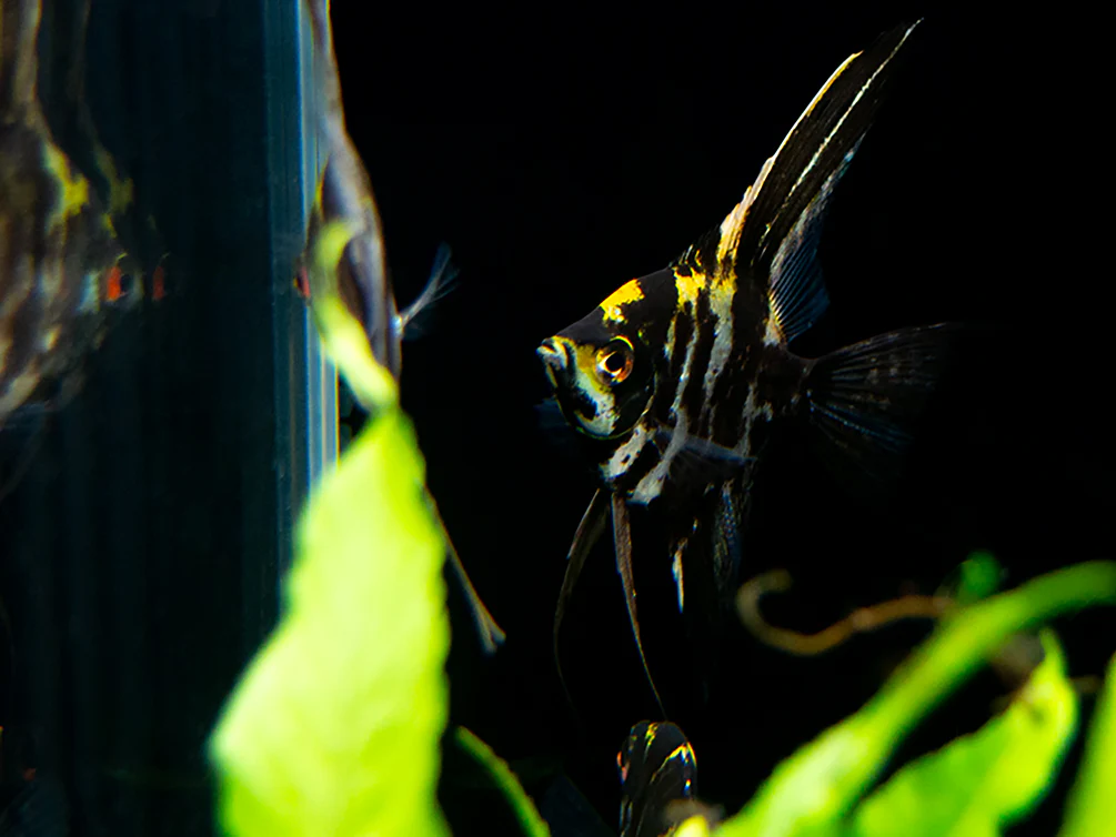 Marble Angelfish (Pterophyllum scalare), Tank Bred - Nestor' Aquariums & Pets