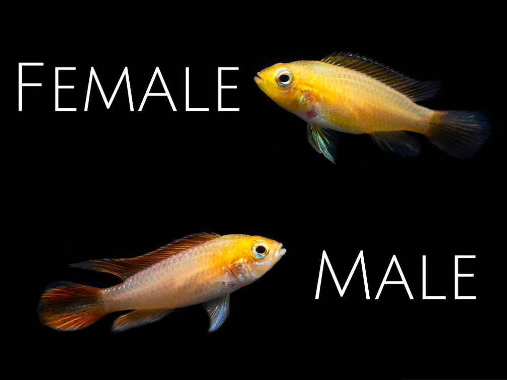 Fire Red Agassizi's Dwarf Cichlid (Apistogramma cf. agassizii) - TANK-BRED!!! - Nestor' Aquariums & Pets