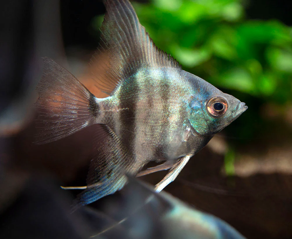Avatar Turkey Green Angelfish (Pterophyllum scalare 