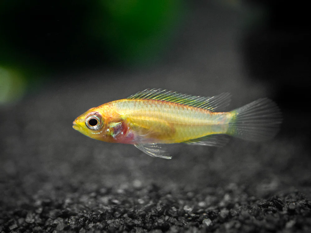 Golden Agassizi's Dwarf Cichlid (Apistogramma cf. agassizii 