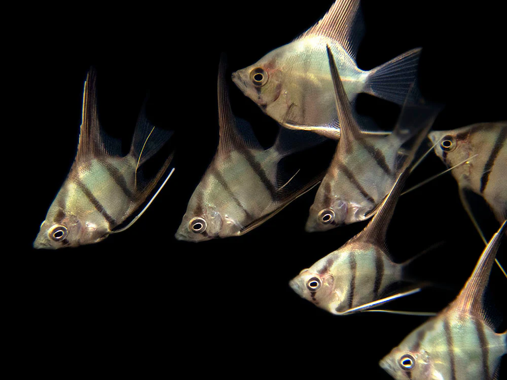 Red Shoulder Manacapuru Angelfish (Pterophyllum scalare) - TANK-BRED!!! - Nestor' Aquariums & Pets