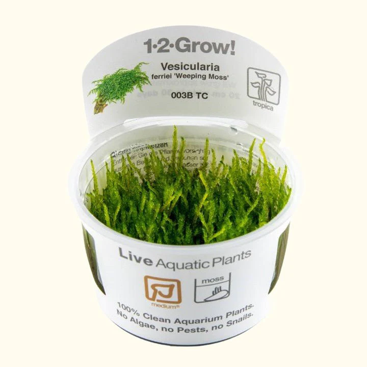 Vesicularia ferriei 'Weeping Moss' Tissue Culture - Nestor' Aquariums & Pets