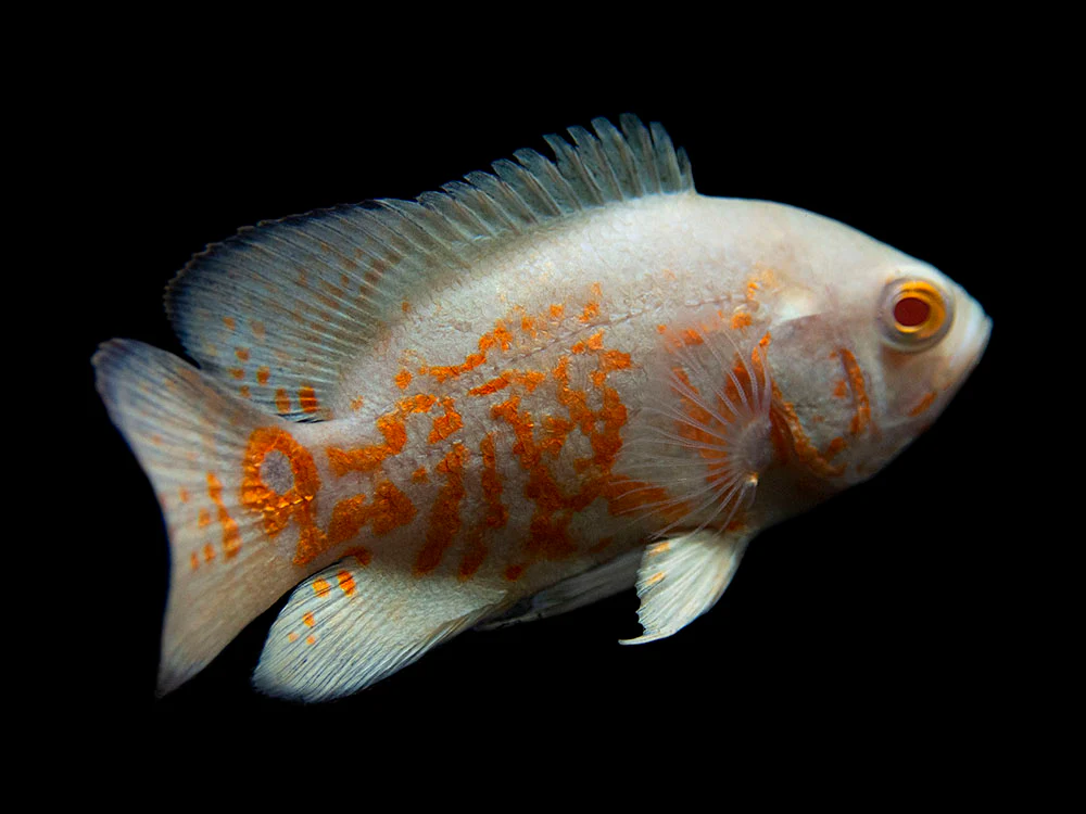 Albino Tiger Oscar (Astronotus ocellatus), Tank-Bred - Nestor' Aquariums & Pets