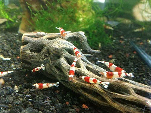 Crystal Red Shrimp (Caridina cantonensis, A-S Grade), Tank-Bred - Nestor' Aquariums & Pets
