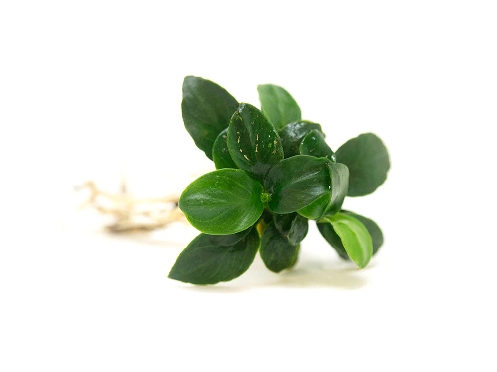 Petite Anubias Nana (Anubias barteri var. “Petite Nana”), Bare Root - Nestor' Aquariums & Pets