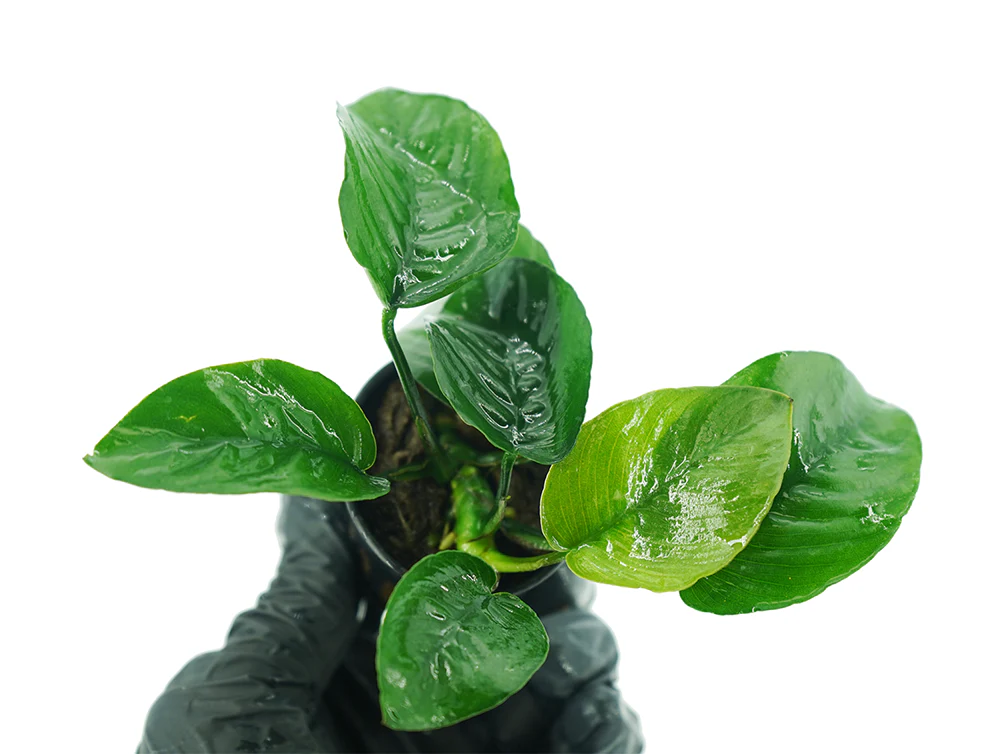 Anubias Barteri Butterfly (Anubias barteri var. Butterfly) - Nestor' Aquariums & Pets