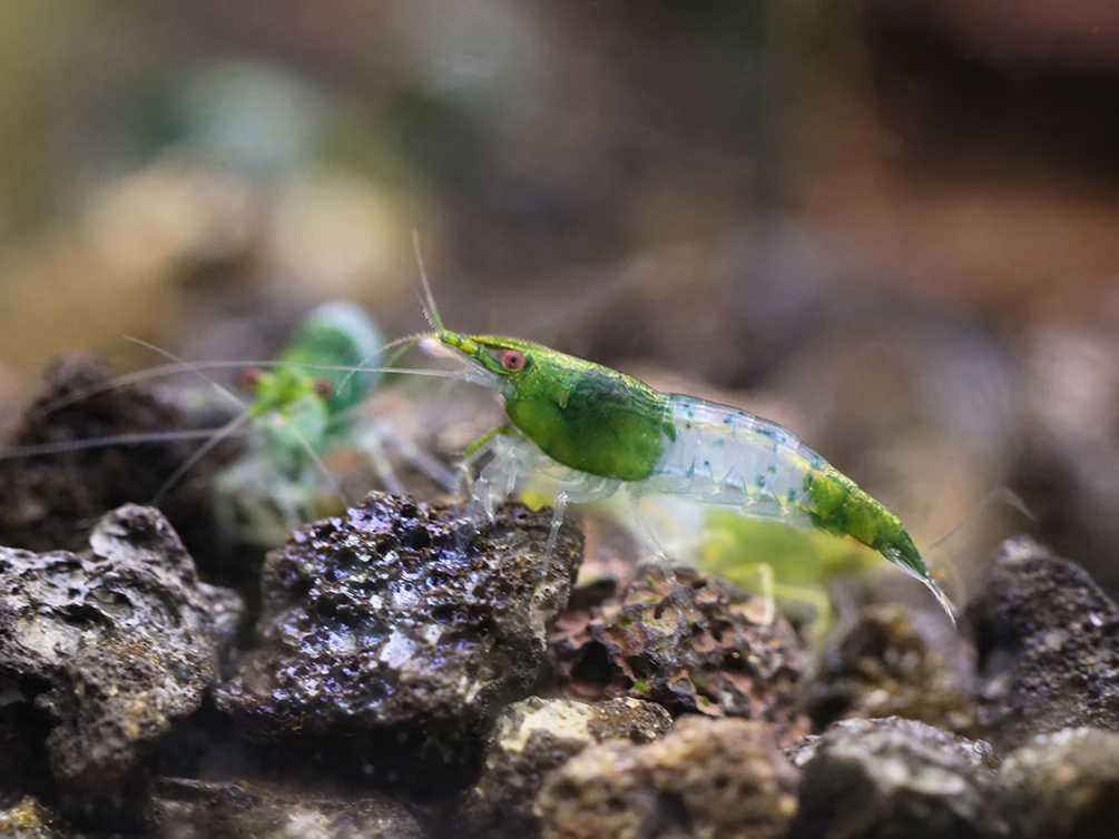 Green Rili Shrimp (Neocaridina davidi) - Tank Bred - Nestor' Aquariums & Pets
