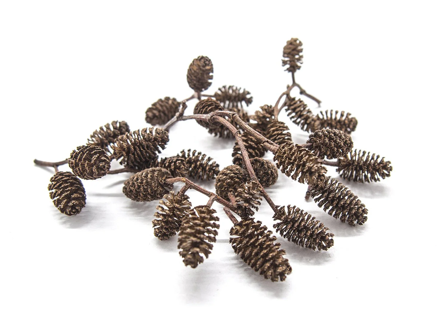 Alder Cones (1/2 - 1 inch) - Nestor' Aquariums & Pets