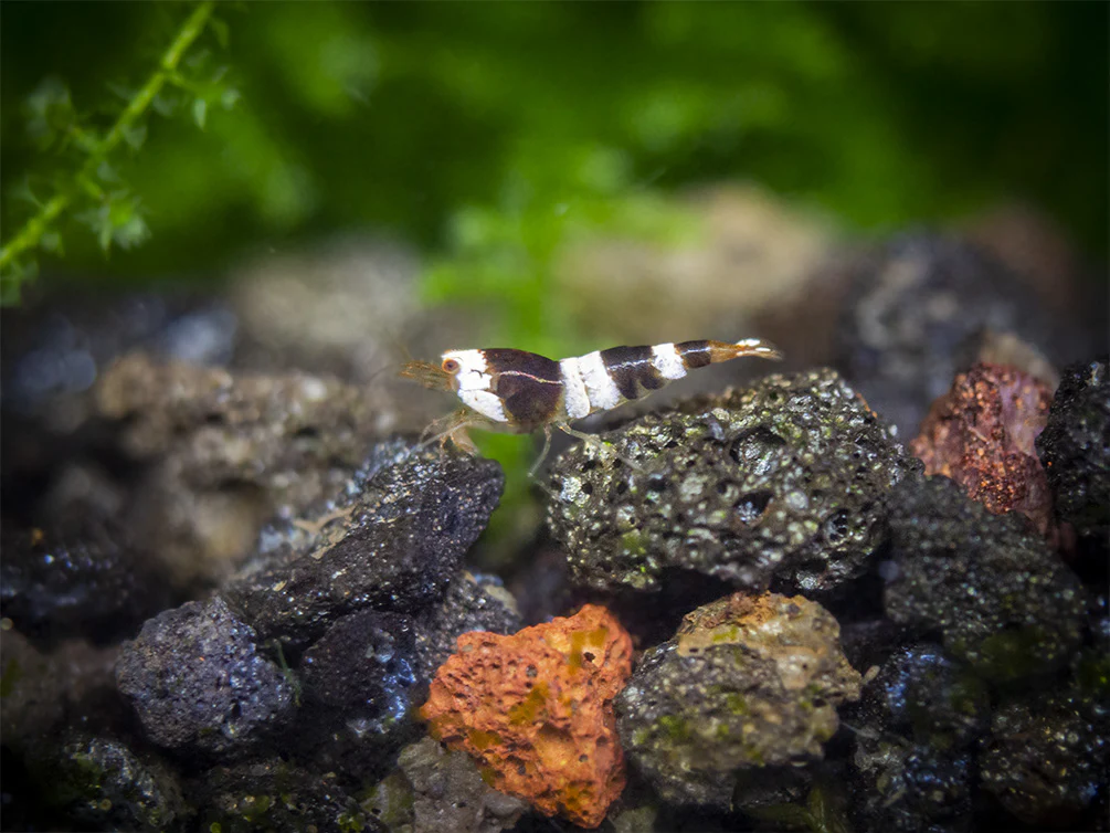 Crystal Black Shrimp (Caridina cantonensis, A-S Grade), Tank-Bred - Nestor' Aquariums & Pets