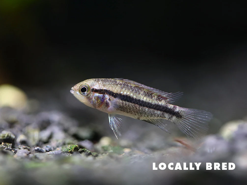 Cockatoo Dwarf Cichlid (Apistogramma cacatuoides) - Nestor' Aquariums & Pets