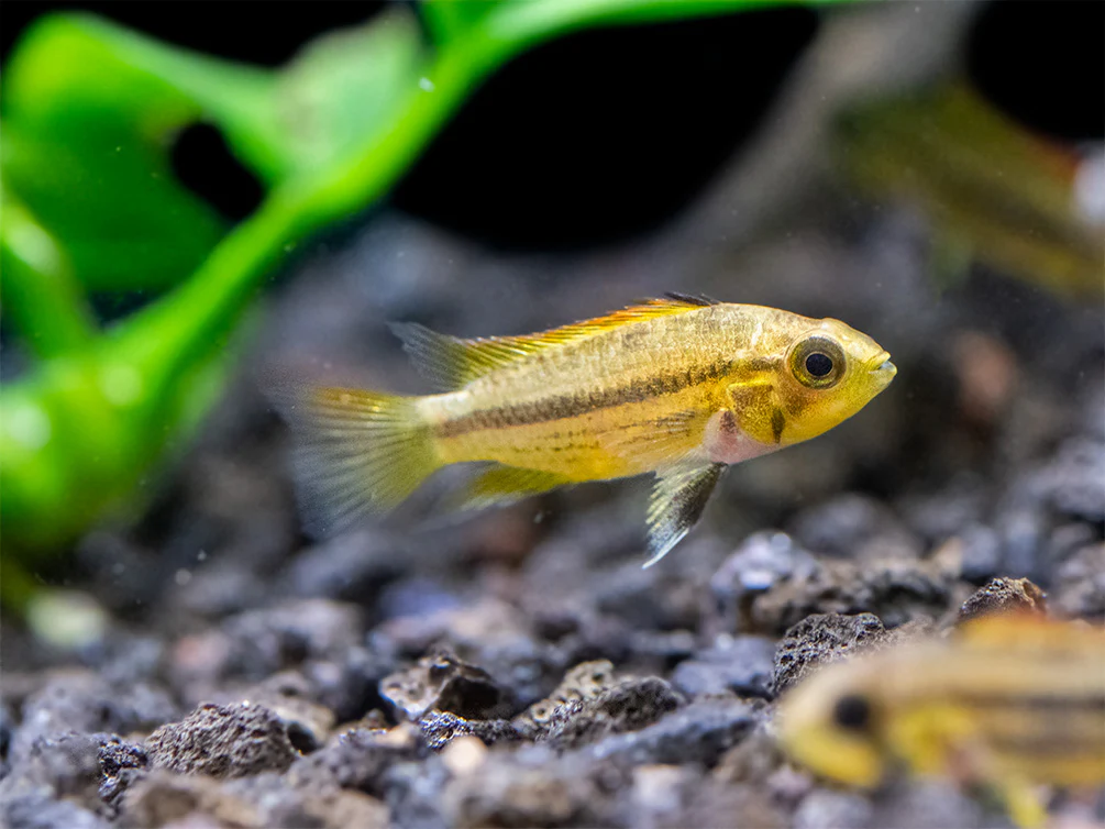 Cockatoo Dwarf Cichlid (Apistogramma cacatuoides) - Nestor' Aquariums & Pets