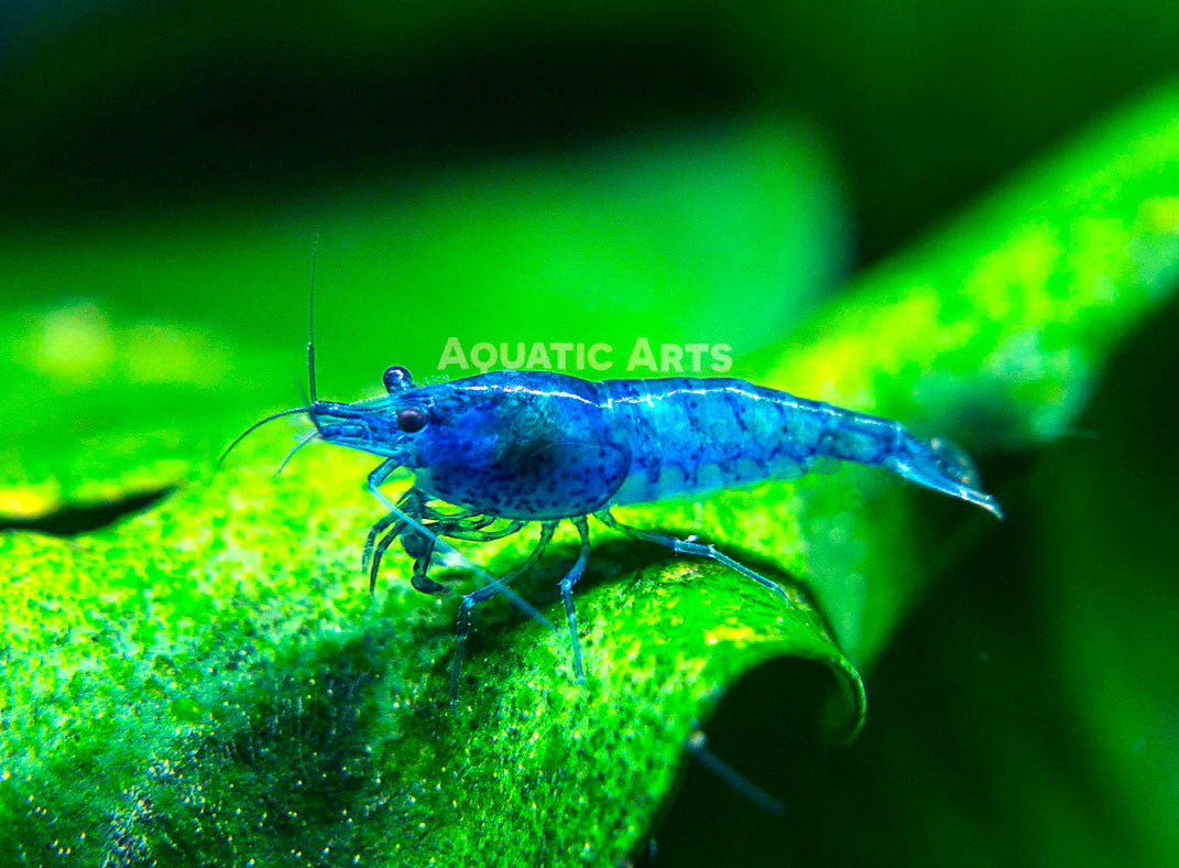Dream Blue Velvet Shrimp Breeder Combo Box - Nestor' Aquariums & Pets