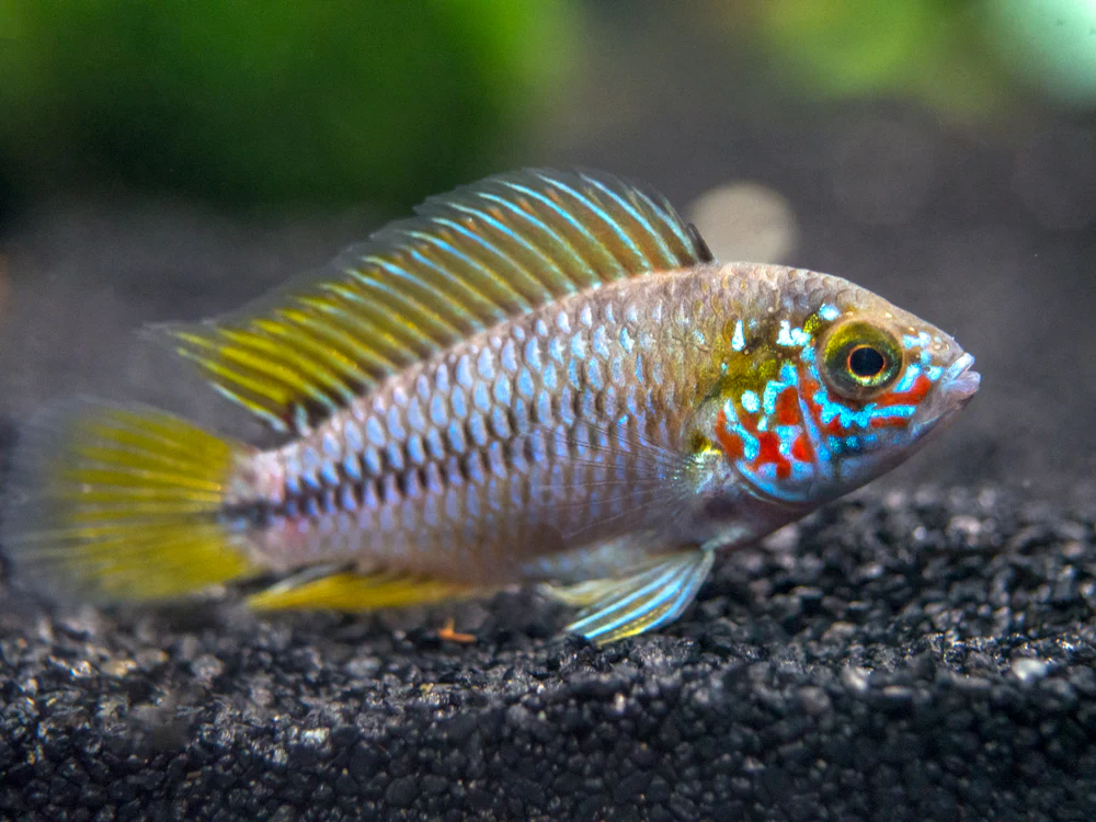 Opal Umbrella Borelli Dwarf Cichlid (Apistogramma borellii 