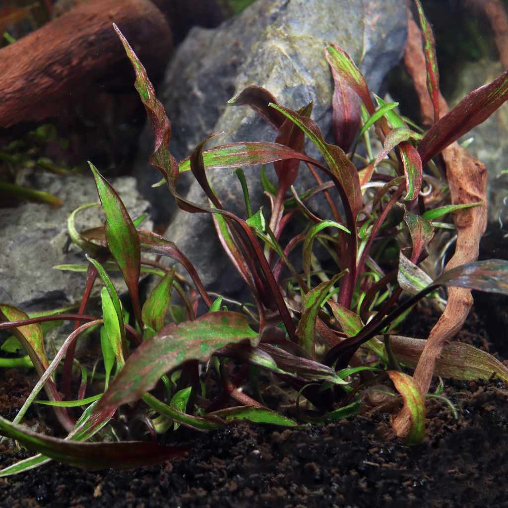 Cryptocoryne Nurii Tissue Culture - Nestor' Aquariums & Pets