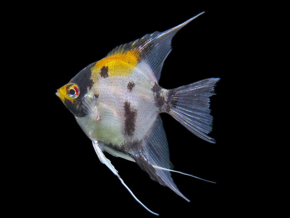 Koi Angelfish (Pterophyllum scalare) - Tank-Bred! - Nestor' Aquariums & Pets
