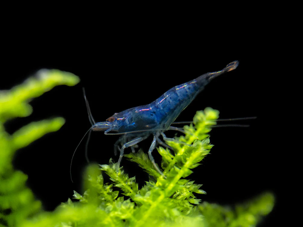Blue Rili Shrimp (Neocaridina davidi), Tank-Bred - Nestor' Aquariums & Pets