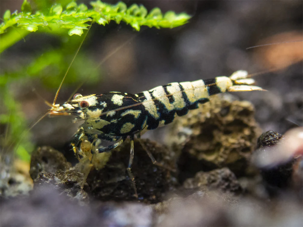 Black Galaxy Pinto Shrimp (Caridina cantonensis, A Grade), Tank-Bred - Nestor' Aquariums & Pets