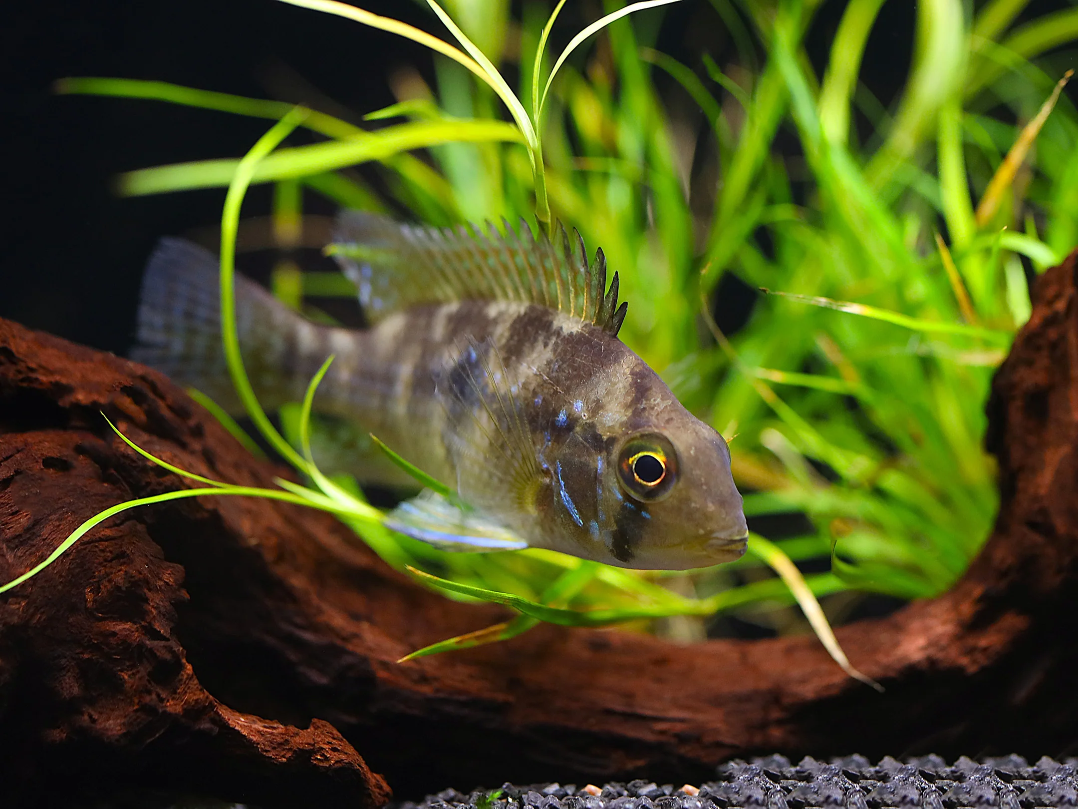 Pearl Cichlid (Geophagus brasiliensis) – Tank Bred - Nestor' Aquariums & Pets