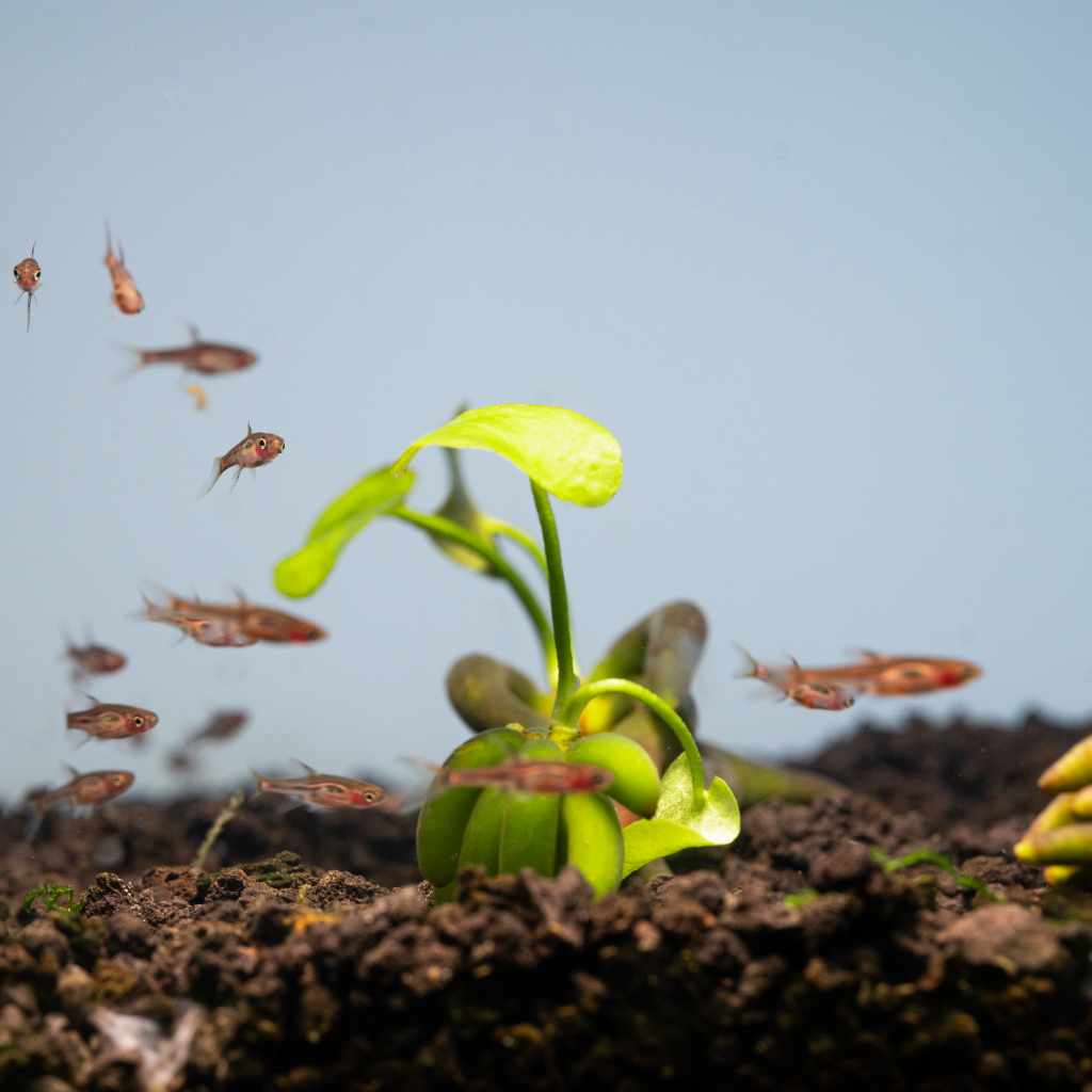 Banana Plant - Nestor' Aquariums & Pets