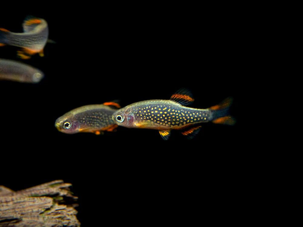 Celestial Pearl Danio AKA Galaxy Rasbora (Celestichthys margaritatus) - Nestor' Aquariums & Pets
