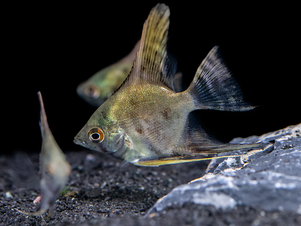 Leopard Angelfish (Pterophyllum scalare), TANK-BRED! - Nestor' Aquariums & Pets