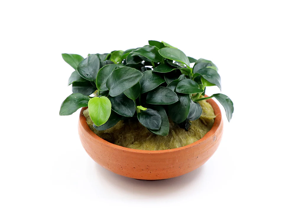 Anubias Nana Petite in Terracotta Pot - Nestor' Aquariums & Pets