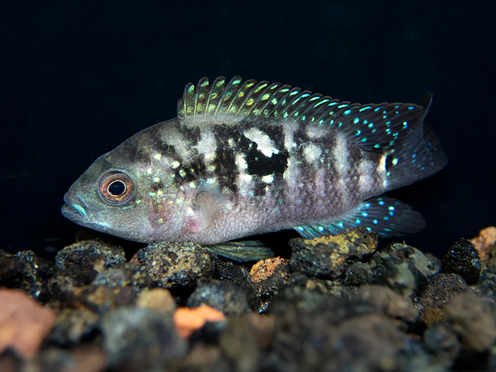 Jack Dempsey Cichlid (Rocio octofasciata), Tank-Bred - Nestor' Aquariums & Pets
