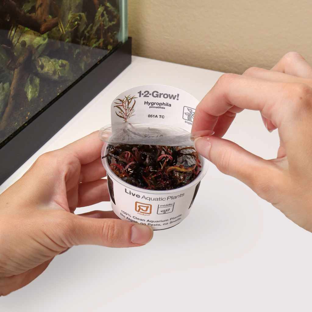 Hygrophila Pinnatifida Tissue Culture - Nestor' Aquariums & Pets