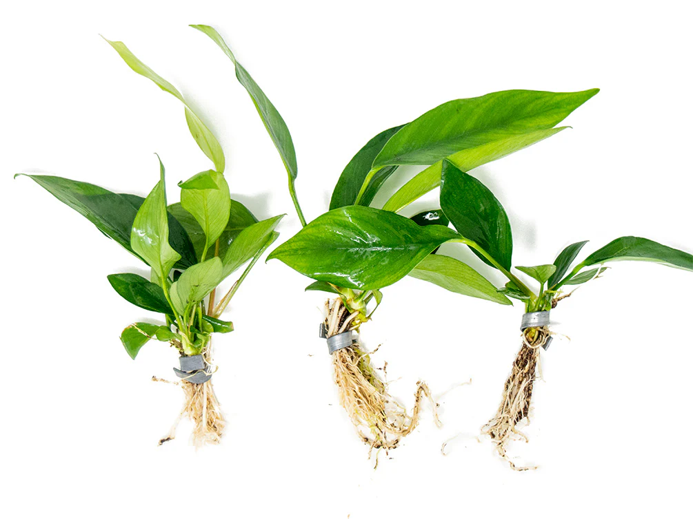 Anubias Nancon (Anubias barteri 