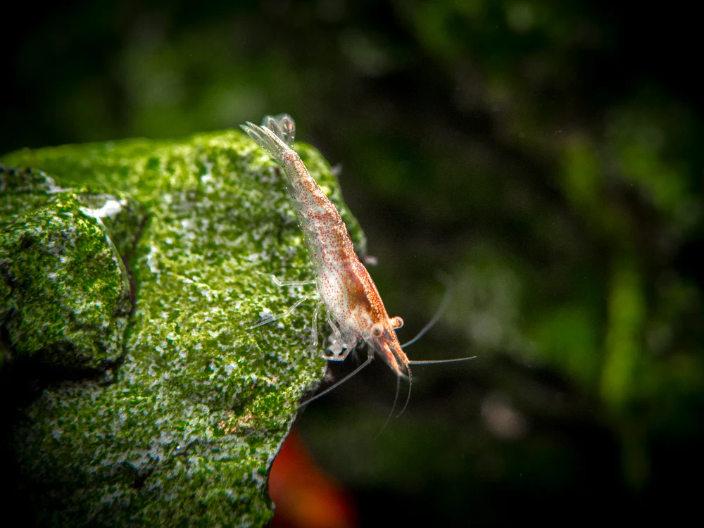 Sakura Red Cherry Shrimp (Neocaridina davidi), Tank-Bred - Nestor' Aquariums & Pets