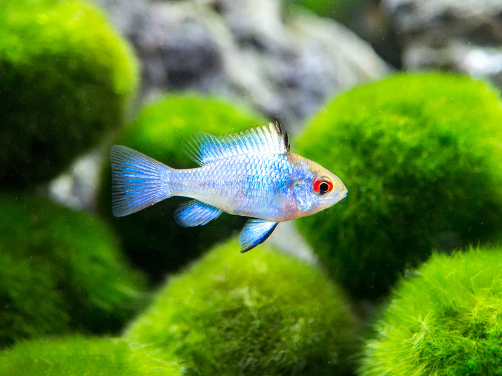 Electric Blue Ram Dwarf Cichlid (Mikrogeophagus ramirezi 