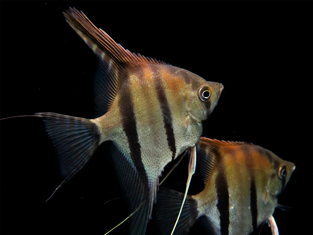 Red Shoulder Manacapuru Angelfish (Pterophyllum scalare) - TANK-BRED!!! - Nestor' Aquariums & Pets