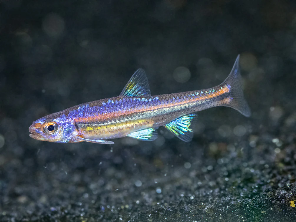 Rainbow Shiner (Notropsis chrosomus), Tank-Bred - Nestor' Aquariums & Pets